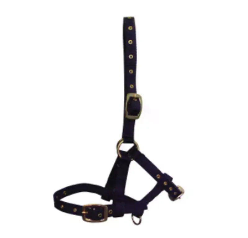 Hy Foal Head Collar in Black