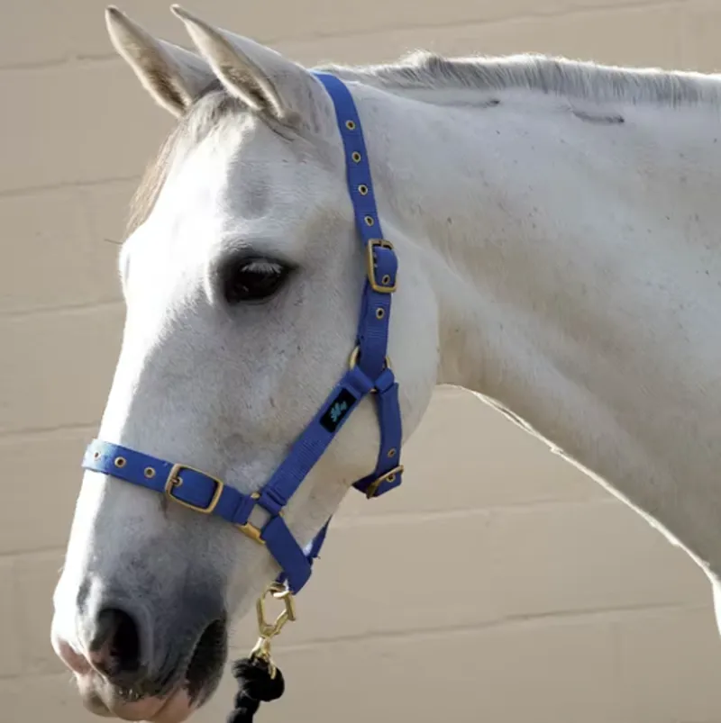 Hy Holly Fully Adjustable Head Collar in Royal