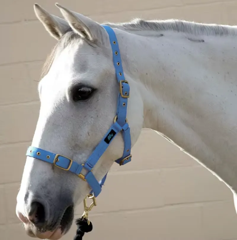 Hy Holly Fully Adjustable Head Collar in Baby Blue