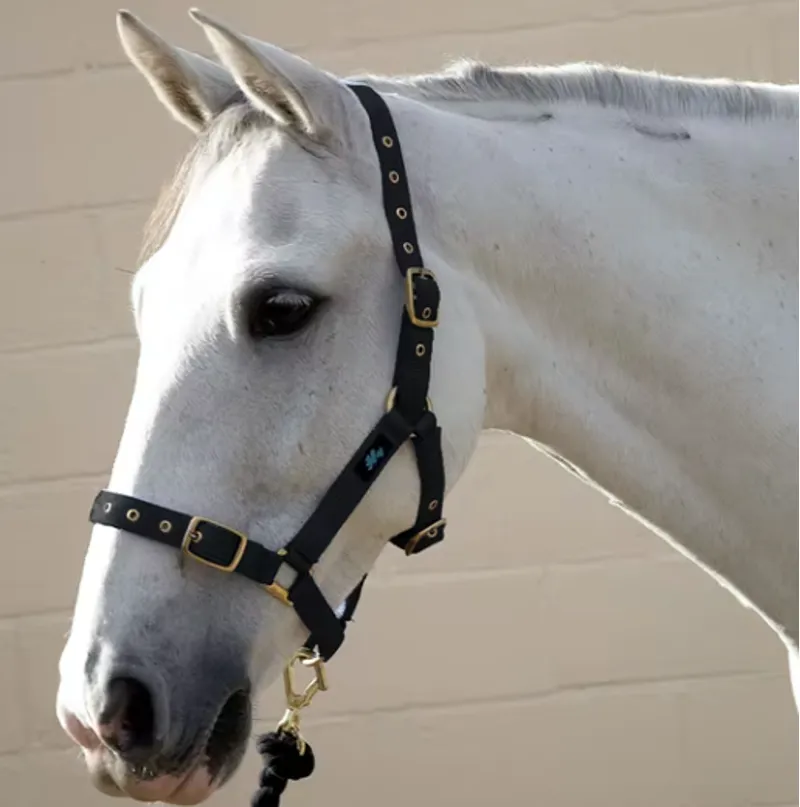 Hy Holly Fully Adjustable Head Collar in Navy