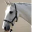 Hy Holly Fully Adjustable Head Collar in Navy