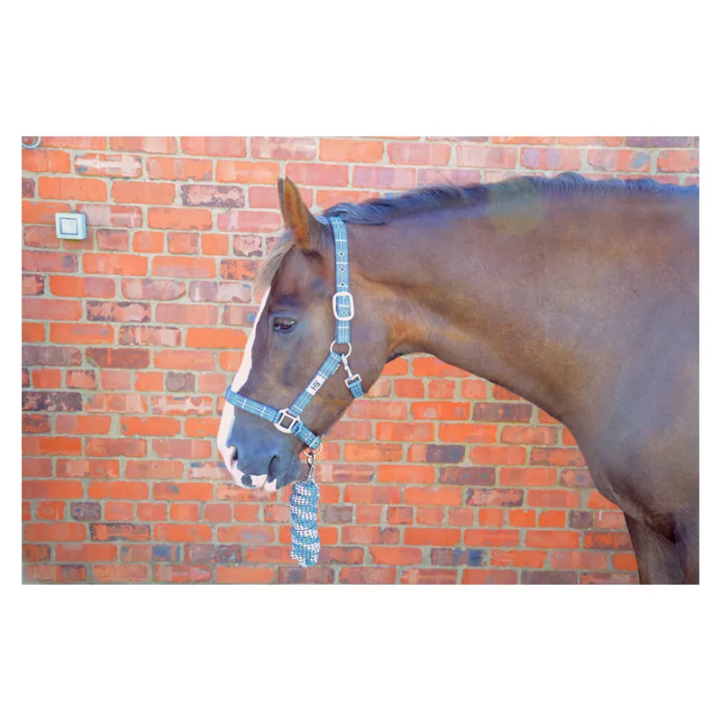 Hy Tartan Head Collar With Lead Rope in Pink/Navy/Kingfisher