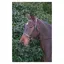 Hy Hunter Bridle With Rubber Grip Reins in Brown