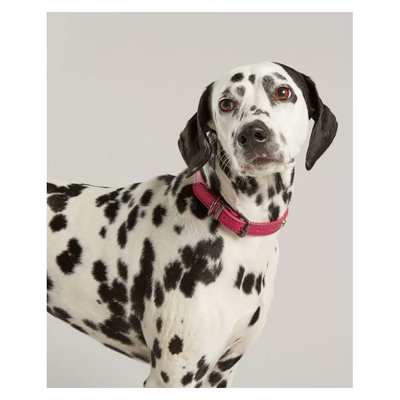 Joules Leather Dog Collar in Pink