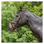 Kieffer Ultrasoft Tara Snaffle Bridle in Brown