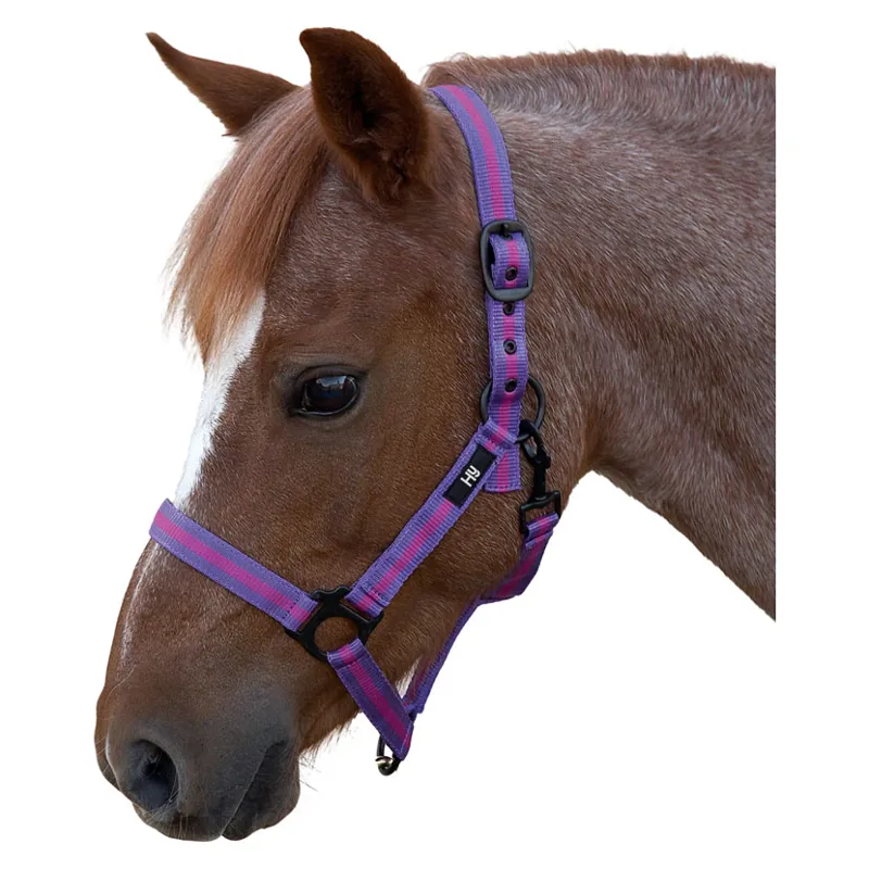 Hy Duo Head Collar in Purple/Fuchsia