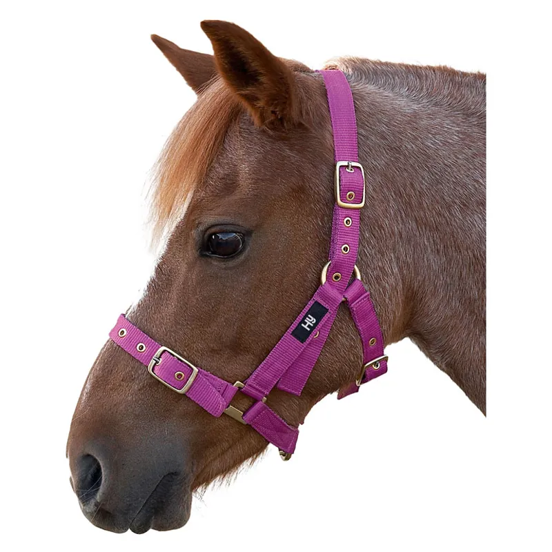 Hy Holly Fully Adjustable Head Collar in Fuchsia