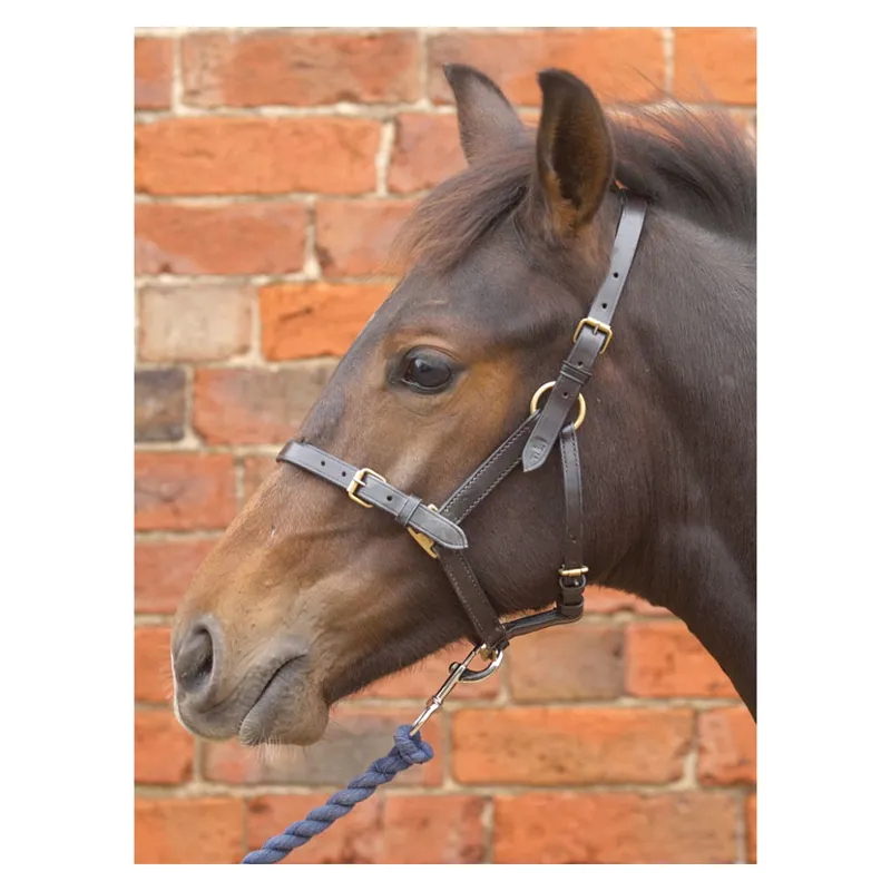 Hy Leather Foal Head Collar in Black