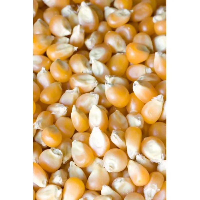 Whole Maize 25 kg