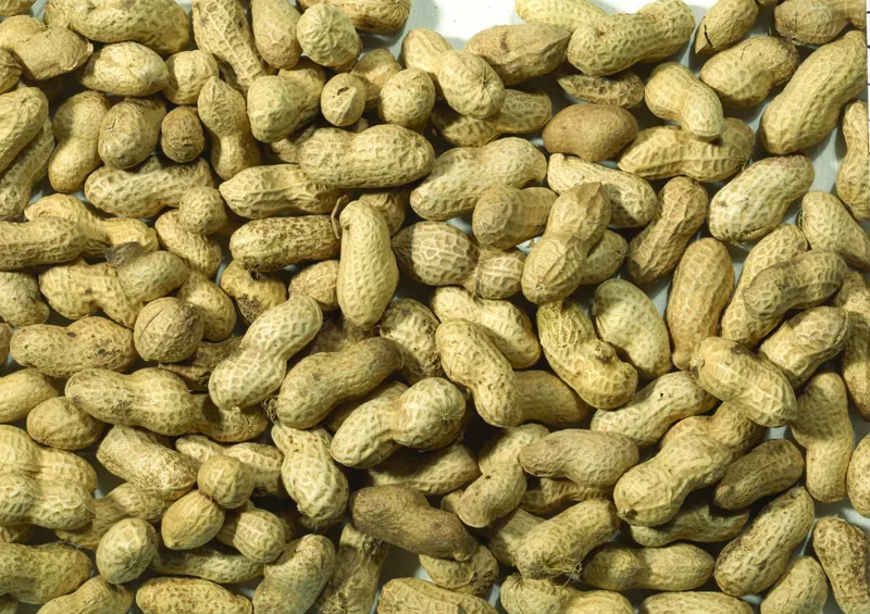 JJ Monkey Nuts in Shells 6x650g