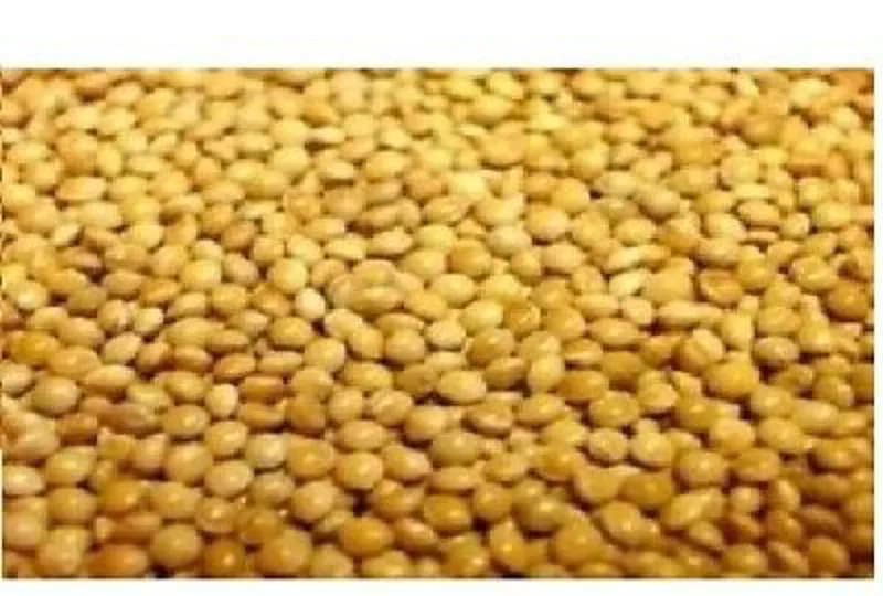 VL French Yellow Millet 25 kg