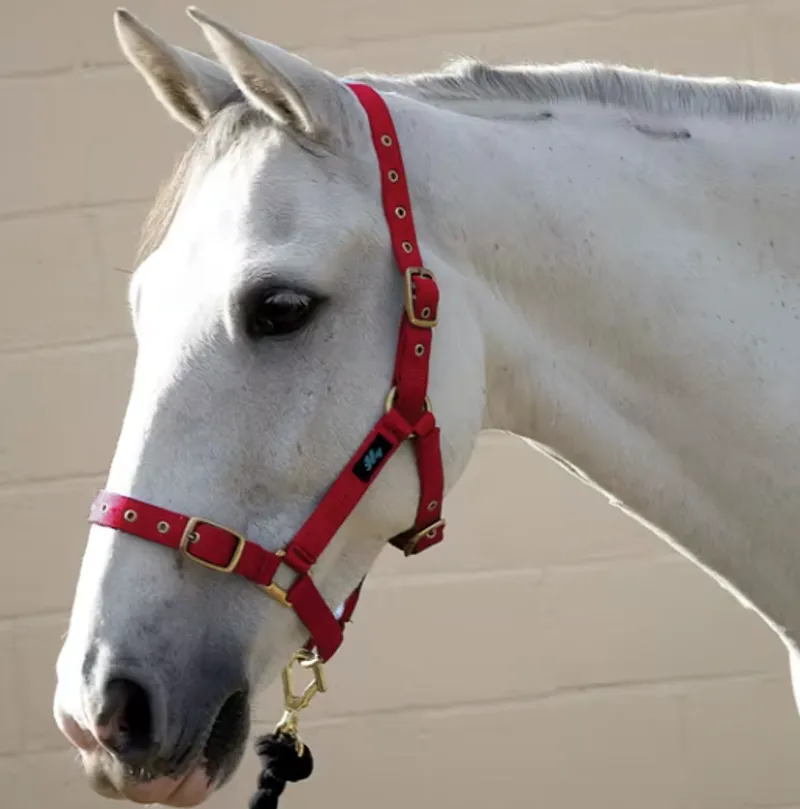 Hy Holly Fully Adjustable Head Collar in Red